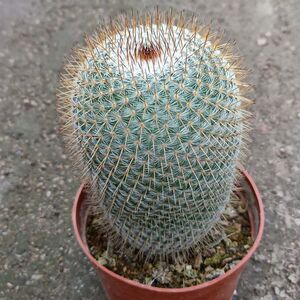 新品实生仙人球【希望丸】易养开花乳突球属仙人掌多肉植物防辐射