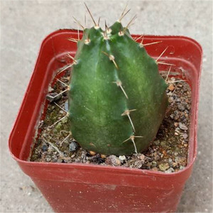 仙人球多肉植物【宇宙殿】彩草 易养开花侧芽自根 美观易养防辐射