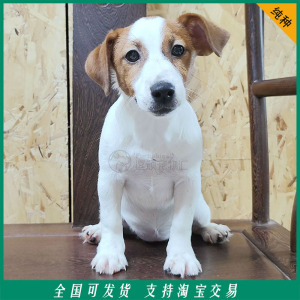 优惠出售纯种黄白双色平毛杰克罗素梗宠物活体狗幼犬真狗淘宝交易