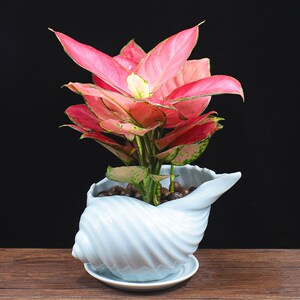 红叶万年青如意皇后花苗盘载植物室内花绿植盆栽客厅桌面小摆件