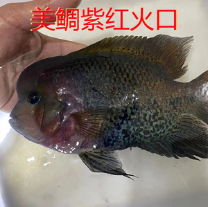 紫红火口鱼公母图片