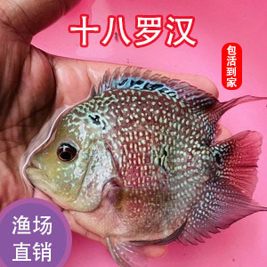 十八罗汉鱼元宝罗汉鱼大型热带观赏鱼活体包邮