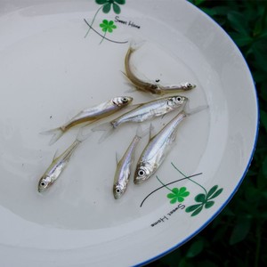 翘嘴鱼苗翘嘴红鲌又名翘嘴巴,白鱼,撅嘴链子,翘鲌子,鲌刺鱼