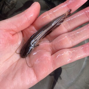 大口鲶鱼苗凶猛鱼土鲶鱼淡水鱼专吃小鱼小虾涨势快南方大口鲶河鲶