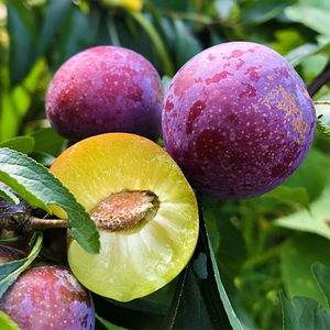 绿品国度五月脆凤凰李半边红茵四川眉山脆甜新鲜水果5斤现摘现发