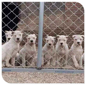洛阳本地犬舍出售纯种杜高犬幼犬活体阿根廷杜高狗狗大型猎犬斗犬