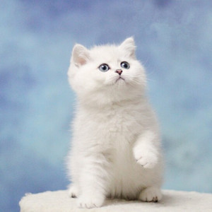 东莞猫舍出售纯种银渐层猫幼猫英短金渐层猫矮脚猫银点猫幼崽活体