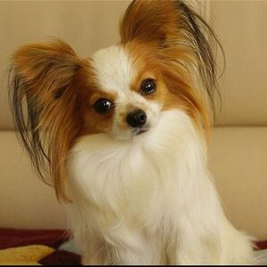 上海本地犬舍出售纯种蝴蝶犬幼犬活体宠物狗狗小型犬长毛蝴蝶狗狗