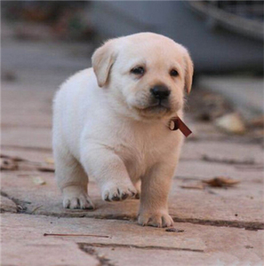 出售纯种拉布拉多幼犬活体神犬小七拉布黑色拉多导盲犬宠物狗狗3
