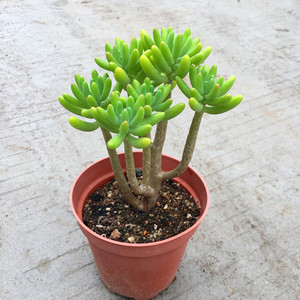 日本八千代多肉