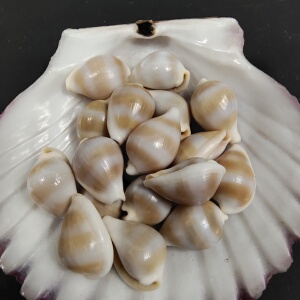 浮标海兔海螺贝壳天然精品标本收藏宝螺芋螺涡螺骨螺