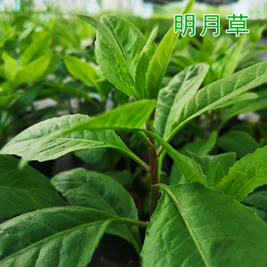 明月草苗金鸡毛长寿菜泰国仙草白凤菜白背三七降糖草盆栽小苗