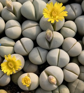 生石花春桃玉大母本开花株多肉植物花卉绿植小盆栽园艺室内