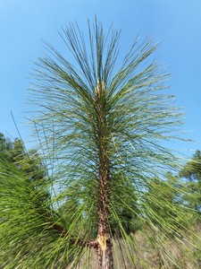 云南老树新鲜松针茶马尾松针野生全松叶茶粉食用酵素蒸包子枕头芯