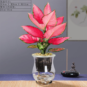 如意皇后玻璃水培植物盆栽室内客厅养好水吉利红花卉盆景净化空气