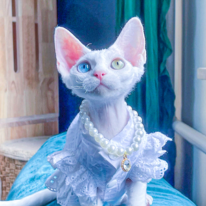 德文卷毛猫幼猫纯白色异瞳猫咪活物纯种异色瞳猫崽赛尔凯克宠物猫