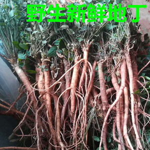 新鲜紫花地丁甜地丁 米口袋全草正宗萝卜地丁种苗