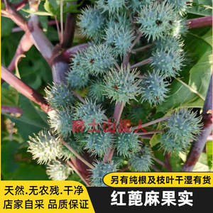 红篦麻子 红梗蓖麻果 红蓖麻红杆蓖麻叶 新鲜蓖麻根