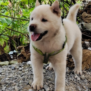 中华田园犬唐犬广西土狗土猎赶山狗看家狗活体宠物狗黑舌狗全黑狗