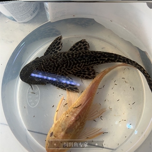 清道夫鱼缸清洁工小型垃圾鱼清道夫青苔鱼淡水鼠鱼鱼缸鱼苗金鱼