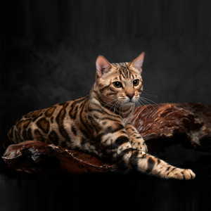 孟加拉豹猫幼仔纯种豹纹猫咪活物宠物猫活体赛级峰回路转cfa猫舍