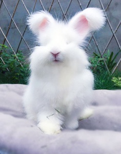 礼物网红巨型安哥拉兔宠物兔活体长毛兔子活物大型成年兔长耳兔