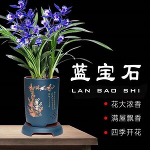 宝石浓香蓝宝石四季绿植名贵室内建兰兰草叶兰宽兰兰兰花盆栽花苗