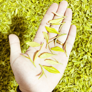 秒杀秋冬茶定制版黄金芽(小芽小叶)250g 最后1份