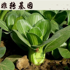 春播非转基因苏州青上海青油菜籽鸡毛菜春季阳台盆栽小叶菜油白菜