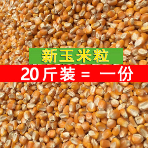 干玉米粒农家散装钓鱼饵打窝鸡鸭鸟鹅鸽粮食饲料20斤装包邮苞米粒