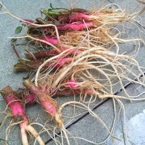 野生刺苋根带刺 新鲜红梗刺笕菜苋菜头马齿苋 现挖现寄