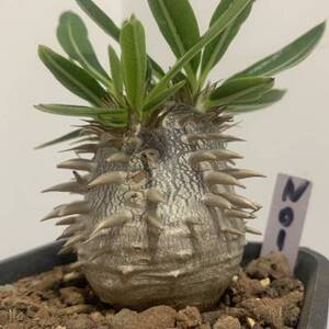 惠比须笑大黑 夹竹桃科棒槌树属 球状块根 多肉植物 盆景花卉.