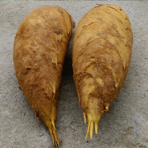 楠竹笋野生现挖去根特大东春笋子毛竹笋江西农家5斤金茗果旗舰店88