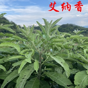 广东野生艾纳香义龙山大艾木大风艾 牛耳艾大风叶 紫再枫一斤包邮