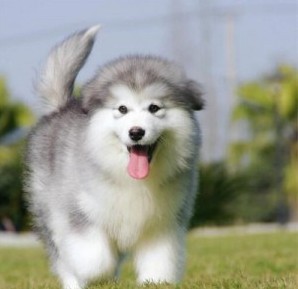纯种阿拉斯加雪橇犬阿拉斯加幼犬熊脸桃脸阿拉斯加宠物狗