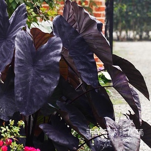 黑魔法 紫叶芋 庭院花园花境搭配绿植草本花卉花苗盆栽苗植物包邮