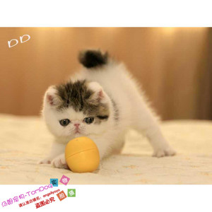 加菲猫宠物猫活体纯种短毛幼猫幼崽蓝高白弟弟DD公猫红小胖后代g