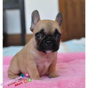 纯种法国斗牛犬幼犬活体法牛狗狗欧版法斗幼犬宠物法牛红色红牛e