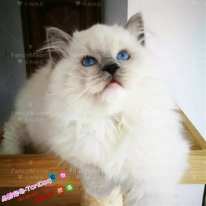 出售宠物活体纯种猫咪双色奶油色海豹色蓝眼山猫布偶猫幼猫幼崽g
