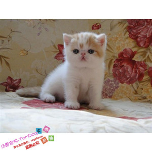 出售纯种家养加菲猫异国短毛猫幼猫活体宠物猫红小胖加菲猫g