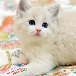 赛级布偶猫活体纯种布偶幼猫海豹双色奶油色幼崽出售纯种布偶猫g