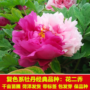 牡丹花盆栽二乔