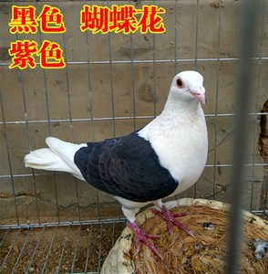 蝴蝶花精品信鸽种鸽一对活体公斤鸽观赏鸽 淑女尼姑 点子凤尾鸽子