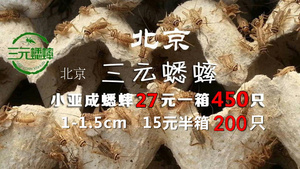 活体饲料 蛐蛐 蟋蟀 白蛐蛐 鱼鸟爬虫 活食 （小亚成）1-1.5 cm