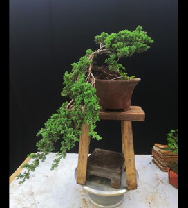 004人付款淘宝室内耐阴盆景日本珍珠柏造型矮霸新西兰珍珠地柏悬崖