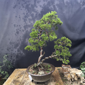 文人黄金真柏盆景宫阪系鱼川 .济州柏系鱼川黄金真柏小苗盆景实拍