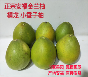 柚子井冈蜜柚