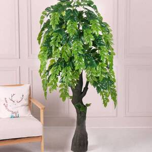 幸福果盆栽果树