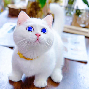 矮脚猫曼基康短腿猫幼崽纯白英短猫咪活物蓝眼圆脸宠物猫赛级血统
