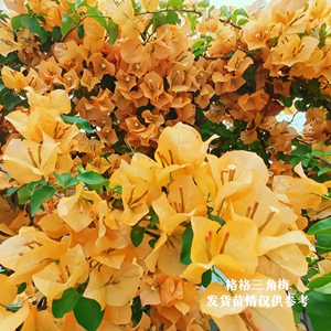 加州黄金·亮黄色勤花三角梅四季开花爬藤_阿里巴巴找货神器